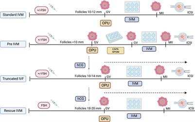 The spectrum of in vitro maturation in clinical practice: the current insight